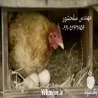 فروش تخم مرغ نطفه دار مرغ در سمنان در گروه انواع تخم ها در یکمیوه