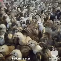 فروش جوجه مرغ تخمگذار در تهران در گروه مرغ و خروس و بوقلمون و اردک قو قاز در یکمیوه