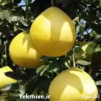 قیمت خرید درخت مرکبات سلطان درشت در گروه خرید و فروش گریپ فروت در یکمیوه