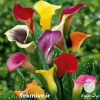 قیمت خرید گل شیپوری در ساری در گروه خرید و فروش گیاهان زینتی در یکمیوه