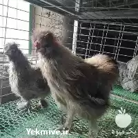 قیمت خرید تخم نطفه دار مرغ در گروه انواع تخم ها در یکمیوه