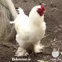 قیمت خرید تخم مرغ نطفه دار در اردبیل در گروه انواع تخم ها در یکمیوه