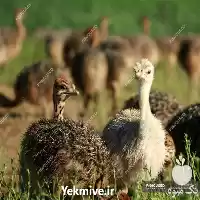فروش جوجه شترمرغ هچری یک ماهه در اصفهان در گروه مرغ و خروس و بوقلمون و اردک قو قاز در یکمیوه