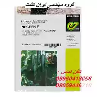 فروش بذر خیار در مشهد در گروه خرید و فروش بذر خیار در یکمیوه