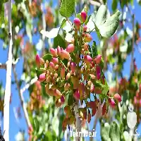 قیمت خرید نهال پیوندی پسته در گروه خرید و فروش پسته در یکمیوه