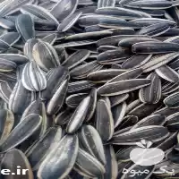 فروش بذر اصلاح شده تخمه کانادایی در ارومیه در گروه خرید و فروش بذر اصلاح شده در یکمیوه