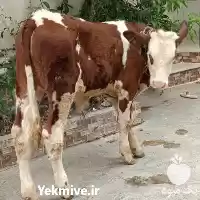 قیمت خرید بهترین جنس گوساله پرواری در تهران در گروه گاو و گوسفند و میش و بز کهره گوساله در یکمیوه