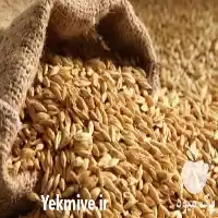 فروش 	خریدار جو دامی داخلی در تهران در گروه خرید و فروش گندم و جو در یکمیوه