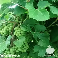 قیمت خرید نهال میوه قیمت نهال در مشهد در گروه خرید و فروش نهال میوه در یکمیوه