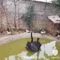 قیمت خرید عرضه تخم نطفه دار در ایلام در گروه انواع تخم ها در یکمیوه