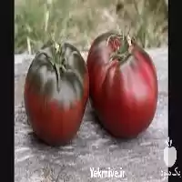 فروش معرفی گوجه فرنگی پل رابسون در گروه خرید و فروش گوجه فرنگی در یکمیوه