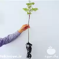 فروش نهال گردو در انواع مختلف در گروه خرید و فروش نهال گردو در یکمیوه