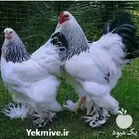 قیمت خرید تخم نطفه دار مرغ در بیرجند در گروه انواع تخم ها در یکمیوه