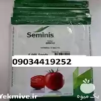 گوجه فرنگی بریویو پر فروش اصل در یزد در گروه خرید و فروش گوجه فرنگی در یکمیوه