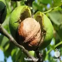 قیمت خرید نهال گردو چندلر در کرمان  در گروه خرید و فروش نهال گردو در یکمیوه