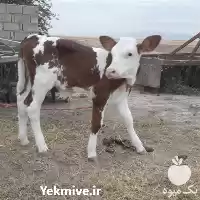 فروش گوساله پرواری در گروه گاو و گوسفند و میش و بز کهره گوساله در یکمیوه