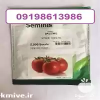 قیمت خرید بذر گوجه فرنگی باسیمو در سمنان در گروه خرید و فروش بذر گوجه در یکمیوه