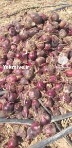 آگهی مشابه فروش پیاز قرمز در فیروزآباد در گروه خرید و فروش پیاز در یکمیوه