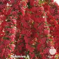 عرضه فروش نهال زرشک دنسی فلورا در اصفهان در گروه خرید و فروش نهال زرشک در یکمیوه