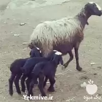 فروش بره زنده در گروه گاو و گوسفند و میش و بز کهره گوساله در یکمیوه