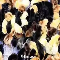 قیمت خرید مستقیم جوجه گلپایگانی در ایلام در گروه مرغ و خروس و بوقلمون و اردک قو قاز در یکمیوه