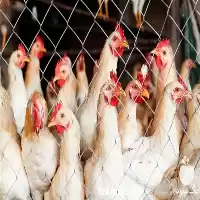 قیمت خرید مرغ محلی گلپایگانی تخم در گروه مرغ و خروس و بوقلمون و اردک قو قاز در یکمیوه