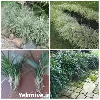 فروش گیاه دائمی یال اسبی در ساری در گروه اسب و الاغ خر و فروش قاطر در یکمیوه