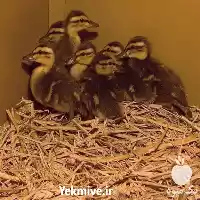 قیمت خرید جوجه اردک ماندارین زیبا در گروه مرغ و خروس و بوقلمون و اردک قو قاز در یکمیوه