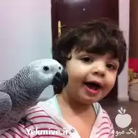 قیمت خرید تخم نطفه دار کاسکو در قزوین در گروه انواع تخم ها در یکمیوه