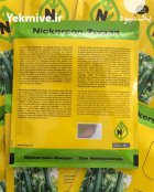 فروش بذر خیار گلخانه ای کیهان در شیراز در گروه خرید و فروش بذر خیار در یکمیوه