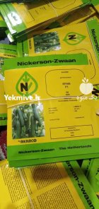 قیمت خرید بذر خیار کیهان گلخانه در گروه خرید و فروش بذر خیار در یکمیوه