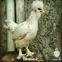 فروش جوجه تخم نطفه دار مرغ در بوشهر در گروه مرغ و خروس و بوقلمون و اردک قو قاز در یکمیوه