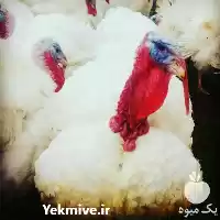 قیمت خرید جوجه بوقلمون یک ماهه در تهران در گروه مرغ و خروس و بوقلمون و اردک قو قاز در یکمیوه