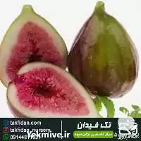 فروش خرید قیمت نهال انجیر سه در ارومیه در گروه خرید و فروش انجیر در یکمیوه