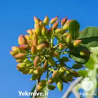فروش عرضه نهال پیوندی پسته در اصفهان در گروه خرید و فروش نهال پسته در یکمیوه