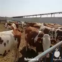 فروش گوساله سیمینتال اصیل درجه یک در تهران در گروه گاو و گوسفند و میش و بز کهره گوساله در یکمیوه