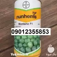 بذر هندوانه مونتانا پرفروش ترین در اهواز در گروه خرید و فروش هندوانه در یکمیوه