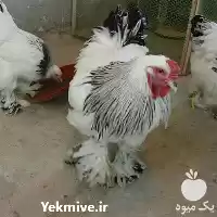 فروش تخم نطفه دار مرغ زینتی در یزد در گروه انواع تخم ها در یکمیوه
