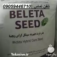 فروش بذر ذرت ویچیتا سینگل کراس در شیراز در گروه خرید و فروش بذر ذرت در یکمیوه