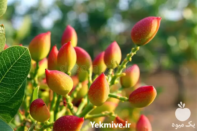 قیمت خرید نهال پسته در کرمانشاه در گروه خرید و فروش نهال پسته در یکمیوه -عکس1