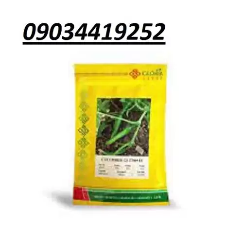 بذر خیار گلوریا پر فروش اصل در ساری در گروه خرید و فروش بذر خیار در یکمیوه -عکس1