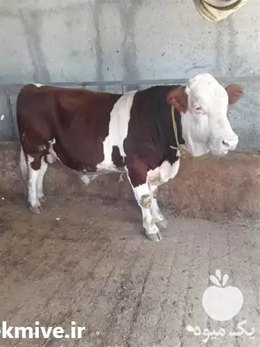 فروش گوساله های سیمینتال اصیل دارای در تهران در گروه گاو و گوسفند و میش و بز کهره گوساله در یکمیوه -عکس1