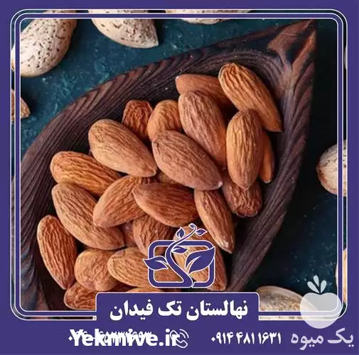 فروش خرید و قیمت نهال بادام در ارومیه در گروه خرید و فروش نهال بادام در یکمیوه -عکس1