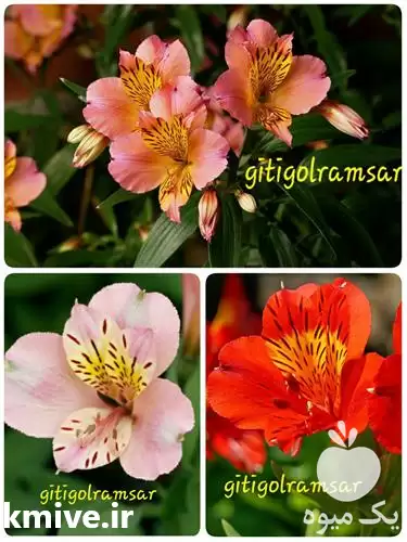 استخدام کشاورزی آلسترومریا در گروه سایر استخدام حوزه کشاورزی و دامپروری در یکمیوه -عکس1