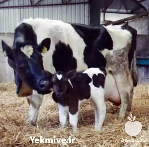 گوساله سمینتال فروش گوساله در کرمانشاه در گروه گاو و گوسفند و میش و بز کهره گوساله در یکمیوه -عکس1