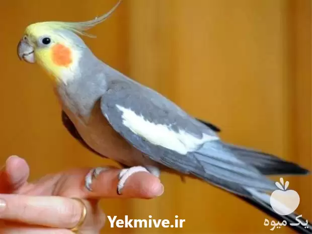 قیمت خرید تخم نطفه دار عروس در گروه انواع تخم ها در یکمیوه -عکس1