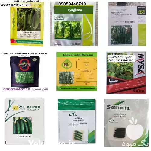 فروش بذر خیار گلخانه ای در شیراز در گروه خرید و فروش بذر خیار در یکمیوه -عکس1