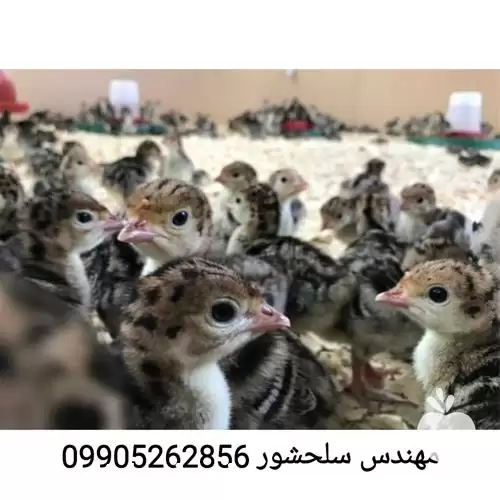 قیمت خرید جوجه بوقلمون در تهران در گروه مرغ و خروس و بوقلمون و اردک قو قاز در یکمیوه -عکس1