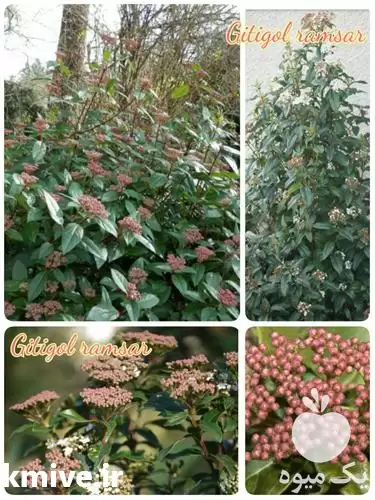 فروش درختچه برنز در ساری در گروه خرید و فروش نهال درخت در یکمیوه -عکس1