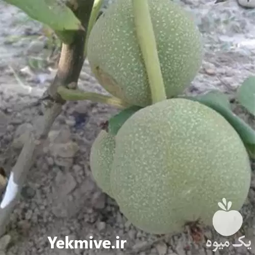 عرضه و فروش نهال گردو ژنوتیپ در گروه خرید و فروش نهال گردو در یکمیوه -عکس1